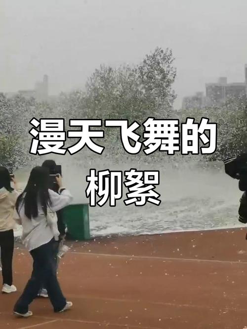 大风把柳絮刮走了;大风把柳絮刮走了怎么办