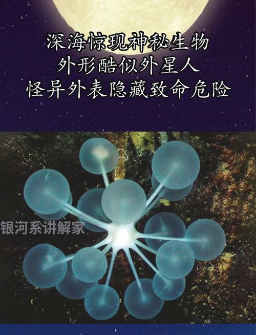 上海发现神秘生物;上海发现神秘生物是真的吗