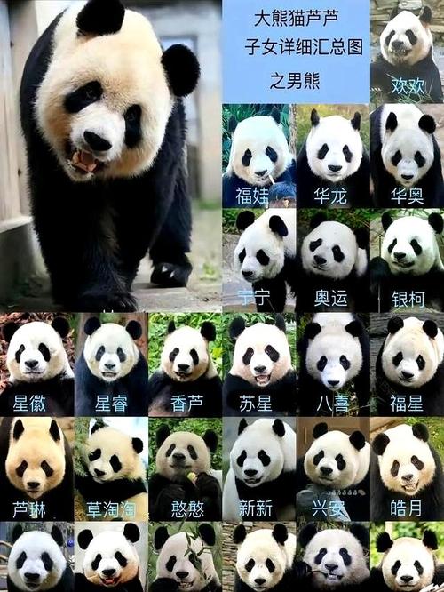 大熊猫芦芦因病死亡;大熊猫芦芦百度百科