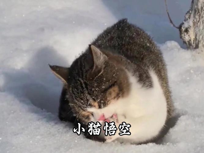 网红小猫悟空去世;小猫悟空头像