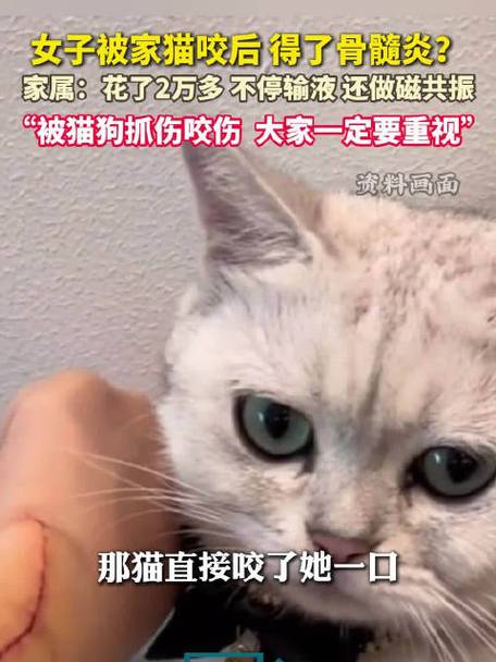 被宠物猫咬伤腿溃烂;被宠物猫咬伤腿溃烂怎么办