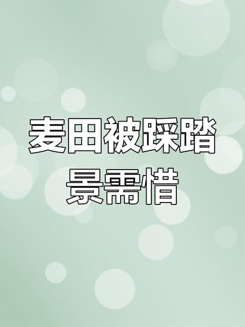 网红麦田被游客踩踏;网红麦田被游客踩踏是真的吗